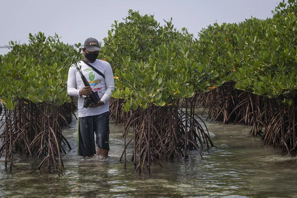 Hutan Mangrove