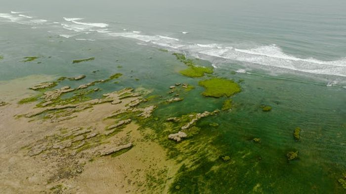 Harmful Algae Bloom