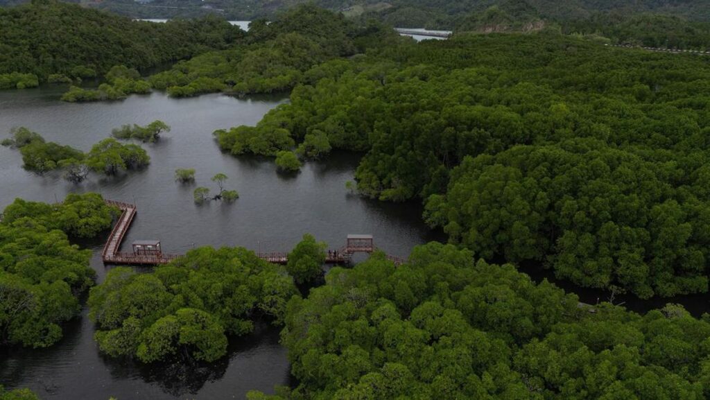 Hutan Mangrove